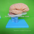 Modelo avanzado del cerebro del PVC, modelos anatómicos del cerebro Modelos a escala del cerebro humano